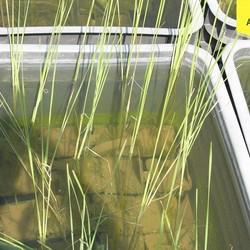 Рогоз узколистный купить во Владимире