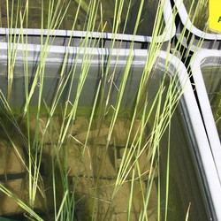 Рогоз узколистный купить во Владимире