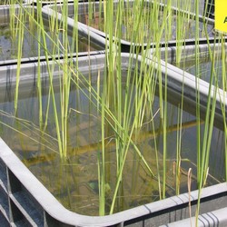 Рогоз узколистный купить во Владимире