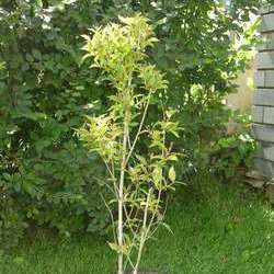 Вейгела гибридная Бристоль Руби купить