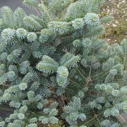 Пихта корейская Блю купить в Ижевске