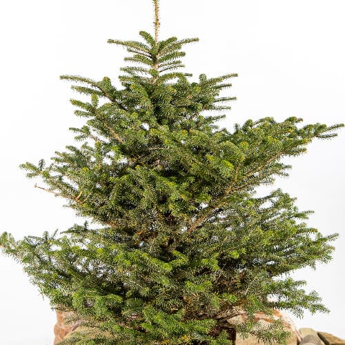 Пихта корейская купить во Владимире