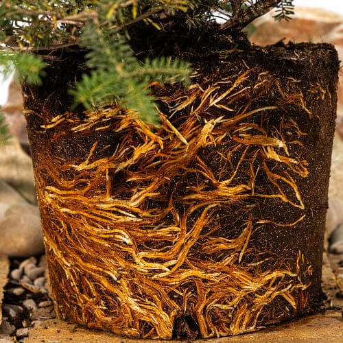 Пихта корейская купить во Владимире