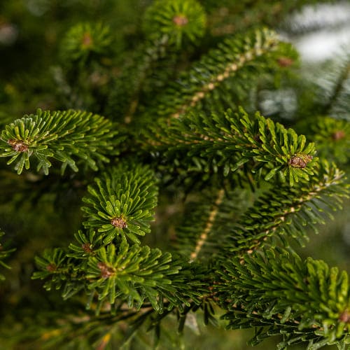 Пихта корейская купить во Владимире