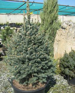 Пихта горная (субальпийская) Компакта купить в Нижнем Новгороде