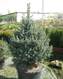 Пихта горная (субальпийская) Компакта купить в Нижнем Новгороде