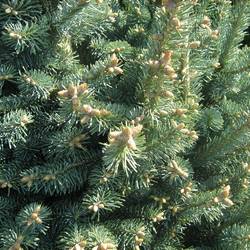 Пихта горная (субальпийская) Компакта купить в Нижнем Новгороде