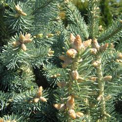Пихта горная (субальпийская) Компакта купить в Нижнем Новгороде