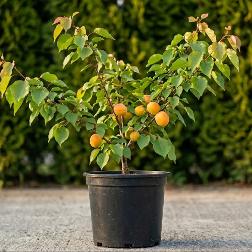 Абрикос Голд Рич купить во Владимире