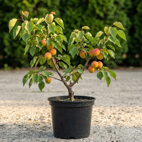 Абрикос Киото купить во Владимире