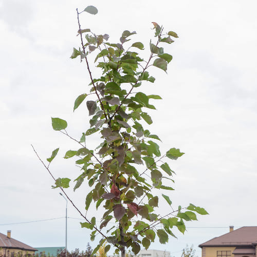 Абрикос Кунач купить в Нижнем Новгороде