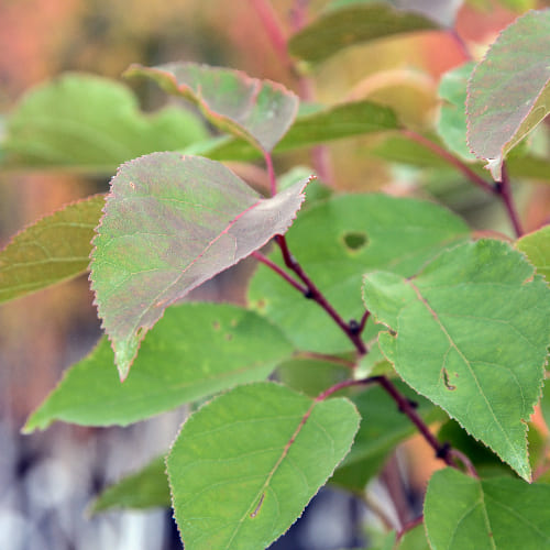 Абрикос Кунач купить в Нижнем Новгороде