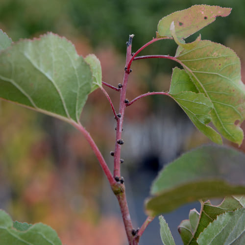 Абрикос Кунач купить в Нижнем Новгороде