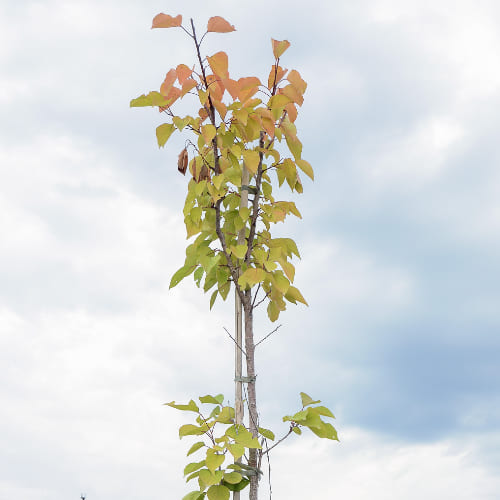 Абрикос Монастырский купить в Нижнем Новгороде