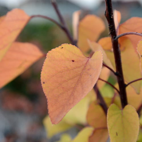 Абрикос Монастырский купить в Нижнем Новгороде