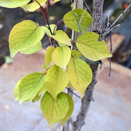 Абрикос Монастырский купить в Нижнем Новгороде