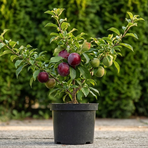 Абрикос Плумкот купить во Владимире