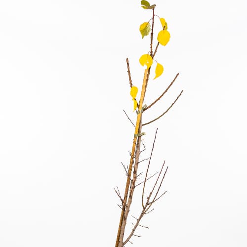 Абрикос Профессор Скворцов купить во Владимире