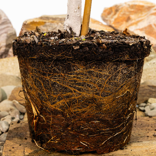 Абрикос Профессор Скворцов купить во Владимире