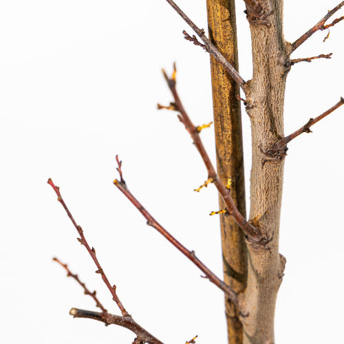 Абрикос Профессор Скворцов купить во Владимире