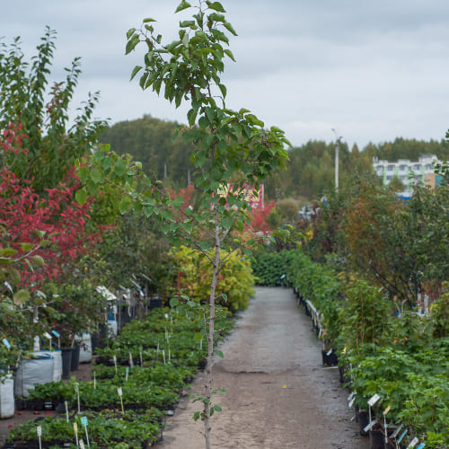 Абрикос Ульянихинский купить во Владимире