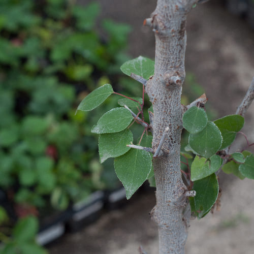 Абрикос Ульянихинский купить во Владимире