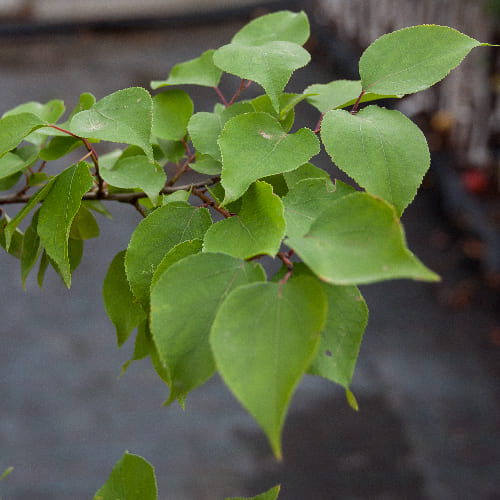 Абрикос Ульянихинский купить во Владимире