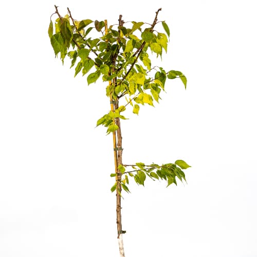 Абрикос Водолей купить во Владимире