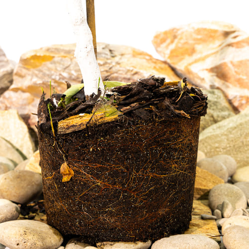 Абрикос Водолей купить во Владимире