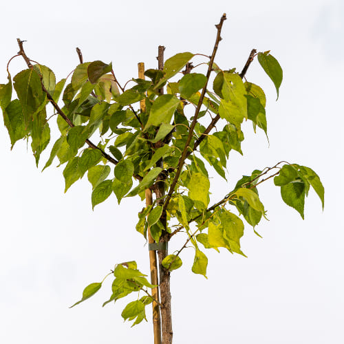 Абрикос Водолей купить во Владимире