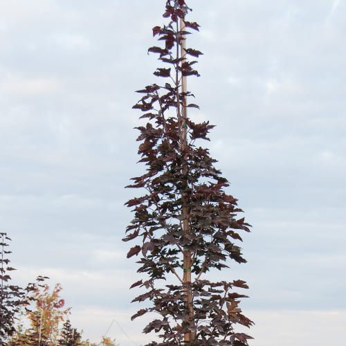 Клен остролистный Кримсон Сентри купить в Нижнем Новгороде