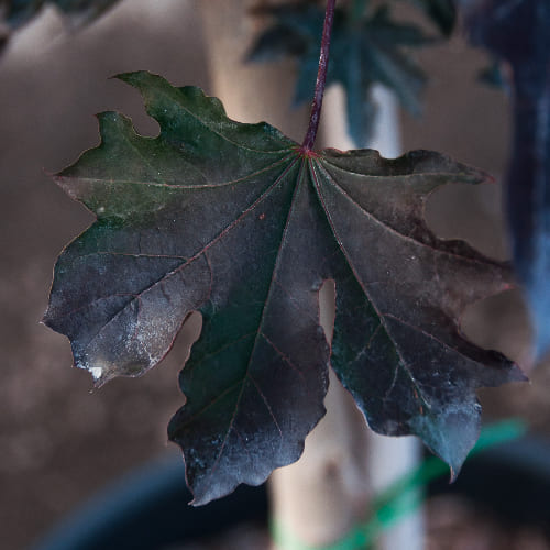 Клен остролистный Кримсон Сентри купить в Нижнем Новгороде