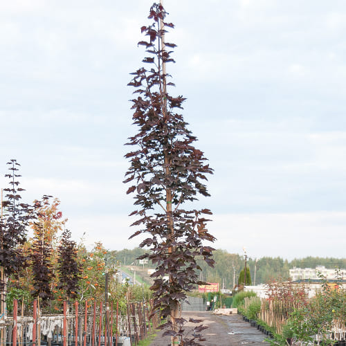 Клен остролистный Кримсон Сентри купить в Нижнем Новгороде