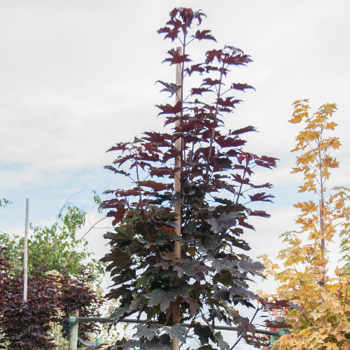 Клен остролистный Кримсон Сентри купить в Нижнем Новгороде