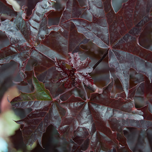 Клен остролистный Кримсон Сентри купить в Нижнем Новгороде