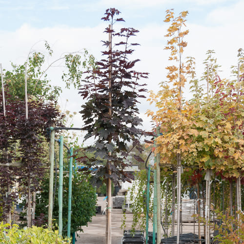 Клен остролистный Кримсон Сентри купить в Нижнем Новгороде