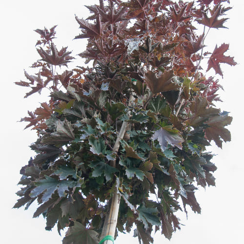 Клен остролистный Кримсон Сентри купить в Нижнем Новгороде