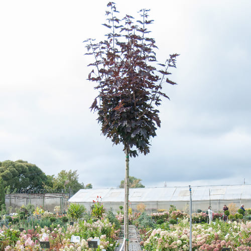 Клен остролистный Кримсон Сентри купить в Нижнем Новгороде