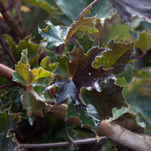 Клен остролистный Кримсон Сентри купить в Нижнем Новгороде