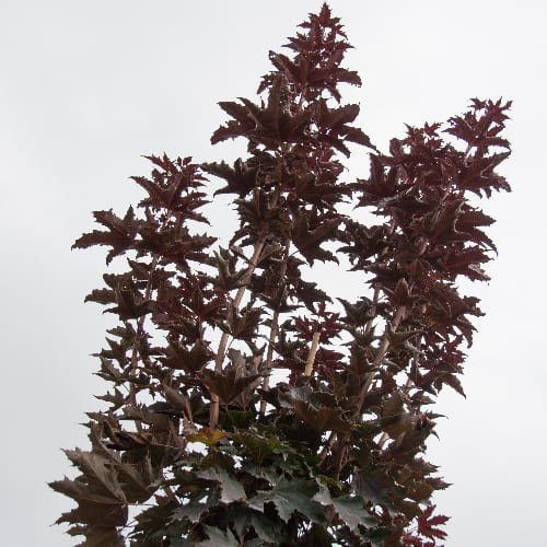 Клен остролистный Кримсон Сентри купить в Нижнем Новгороде