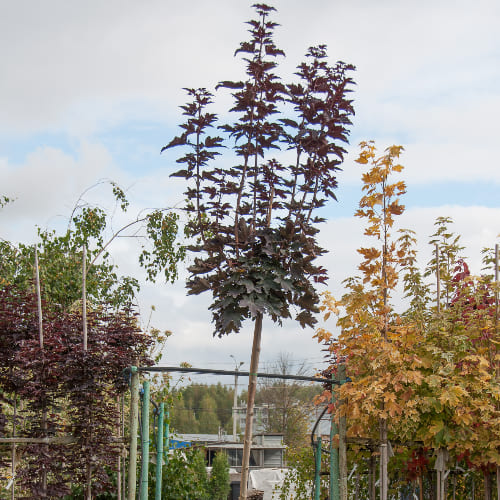Клен остролистный Кримсон Сентри купить в Нижнем Новгороде