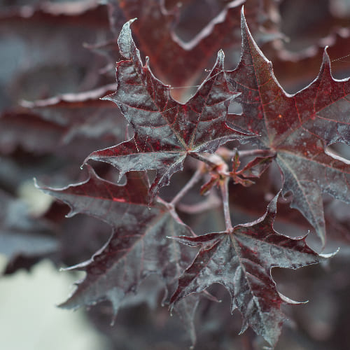 Клен остролистный Кримсон Сентри купить в Нижнем Новгороде
