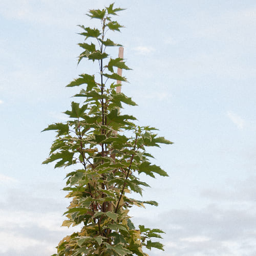 Клен остролистный Друммонди купить во Владимире