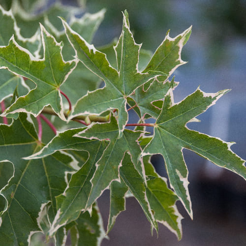 Клен остролистный Друммонди купить во Владимире