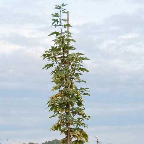 Клен остролистный Друммонди купить во Владимире