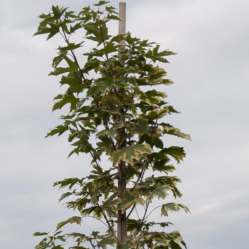 Клен остролистный Друммонди купить во Владимире