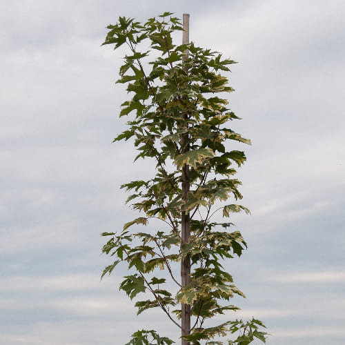 Клен остролистный Друммонди купить во Владимире