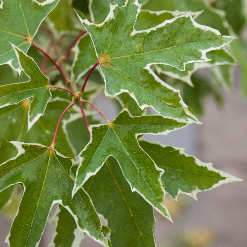 Клен остролистный Друммонди купить во Владимире