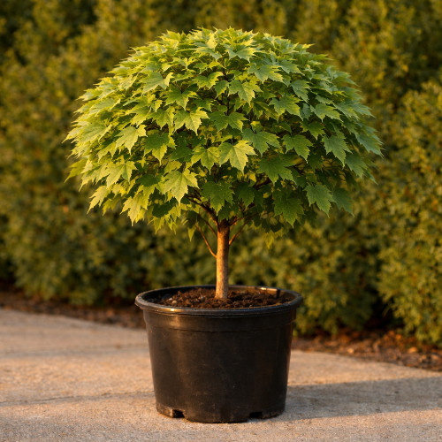 Клен остролистный Глобосум купить