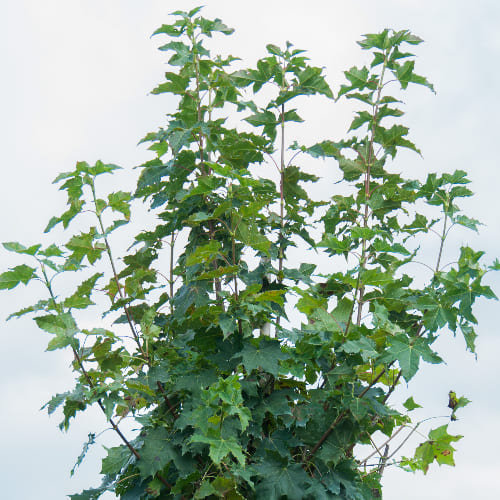 Клен остролистный Глобосум купить в Нижнем Новгороде